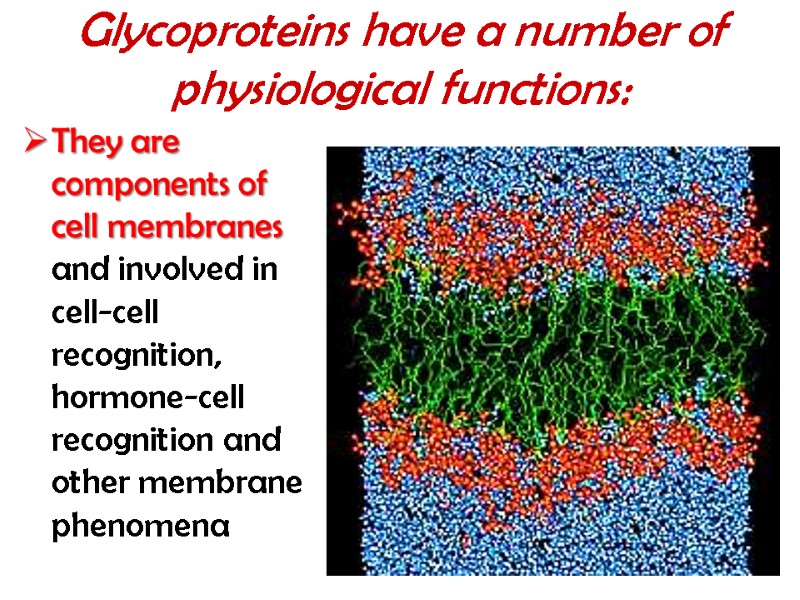 Glycoproteins have a number of physiological functions:  They are components of cell membranes